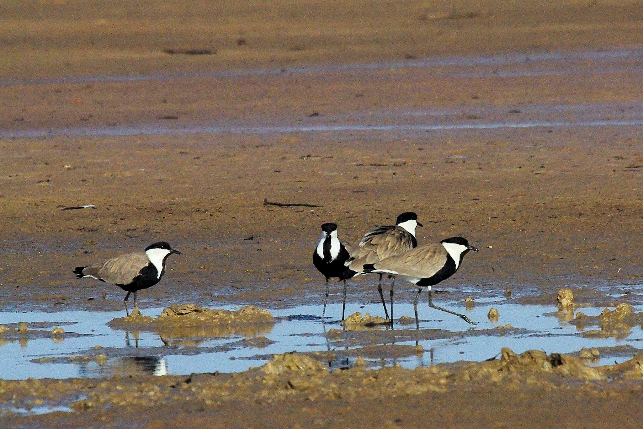 Vanneaux Eperonnés (Spur-winged Lapwings, Vanellus Spinosus), Lagune de la Somone, Sénégal. 